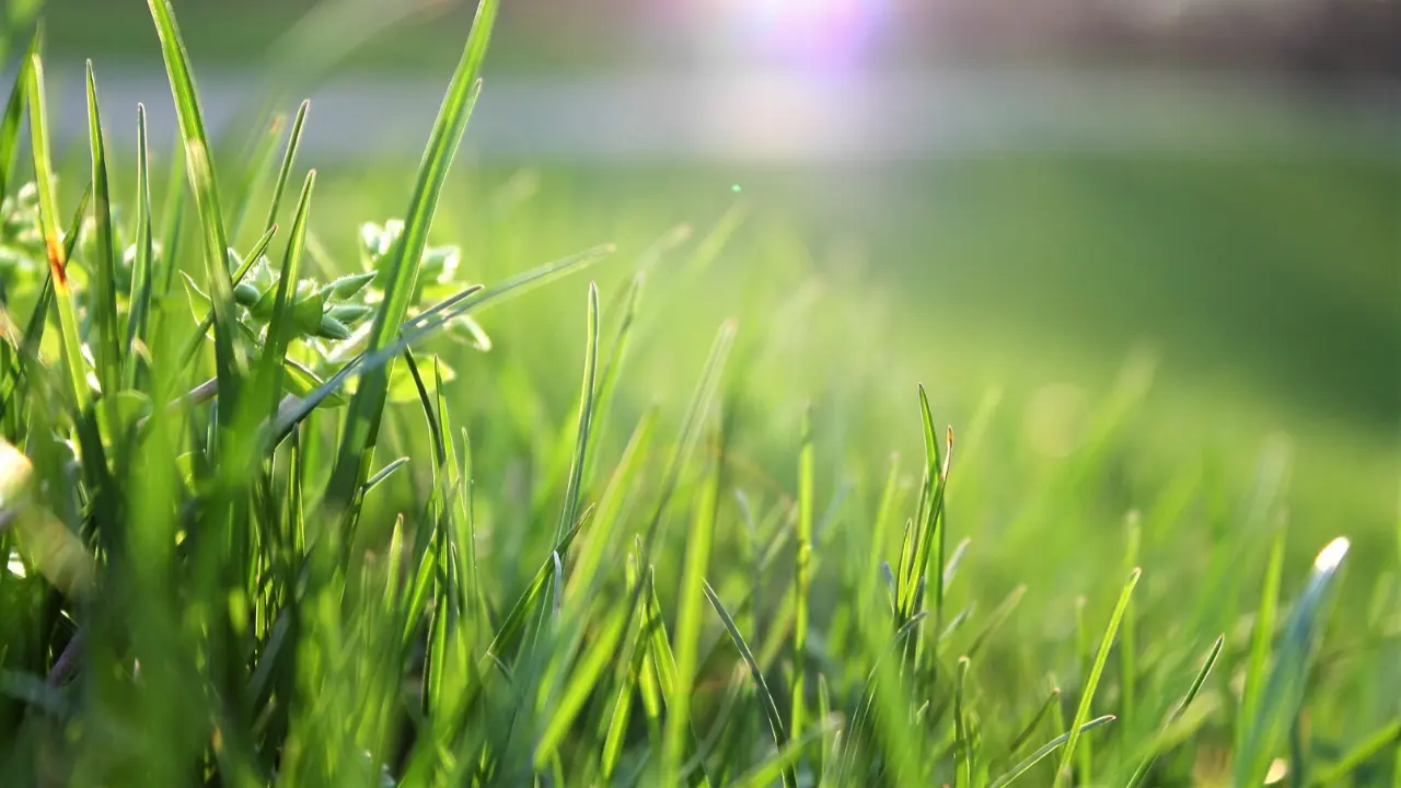 Understanding Texas Lawns and Turf Weed Control