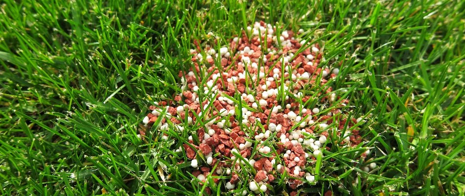 Granular fertilizer in grass at home in Plano, TX.