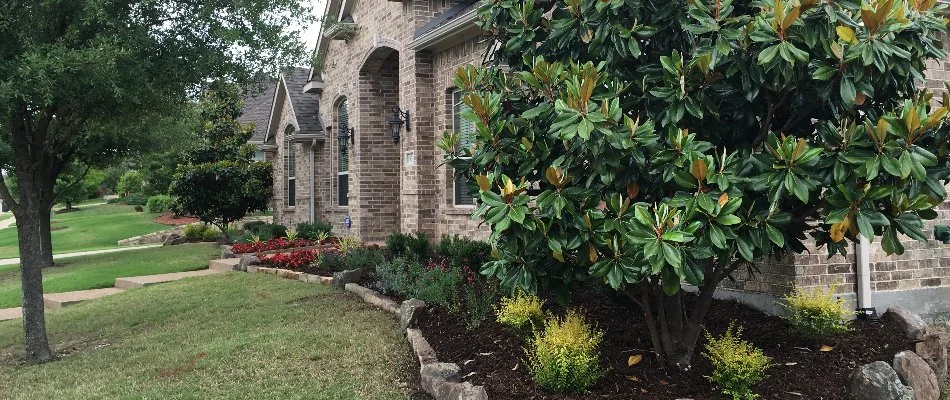 Healthy trees and shrubs at a property in McKinney, TX.