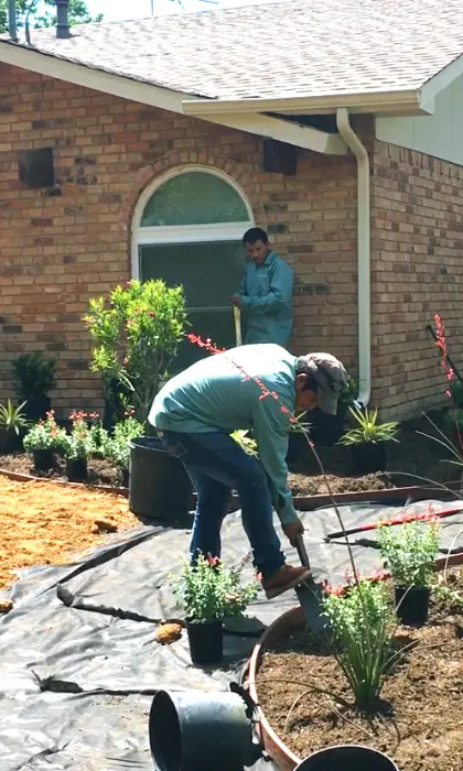 Plano, TX receiving a shrub and tree care fertilization treatment.